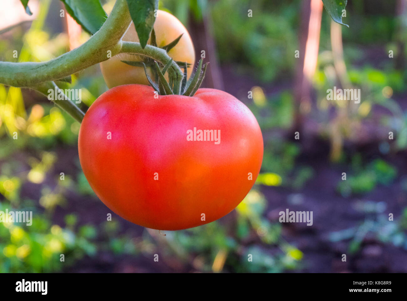 Close-up of tomatoes growing on plant at farm Stock Photo - Alamy