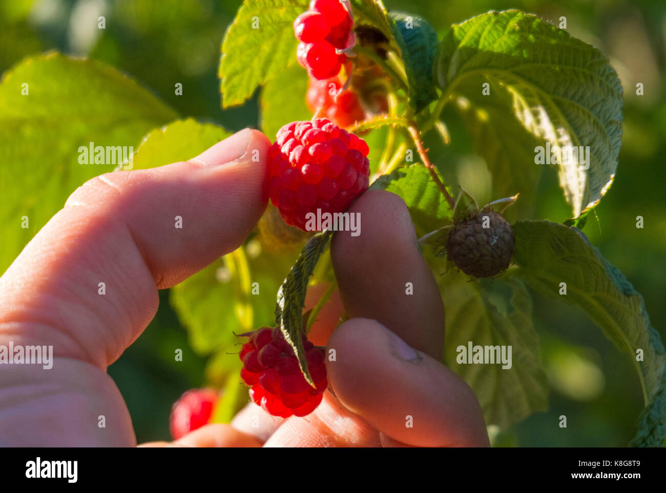 Cropped hand of woman picking raspberries from plant at farm Stock Photo