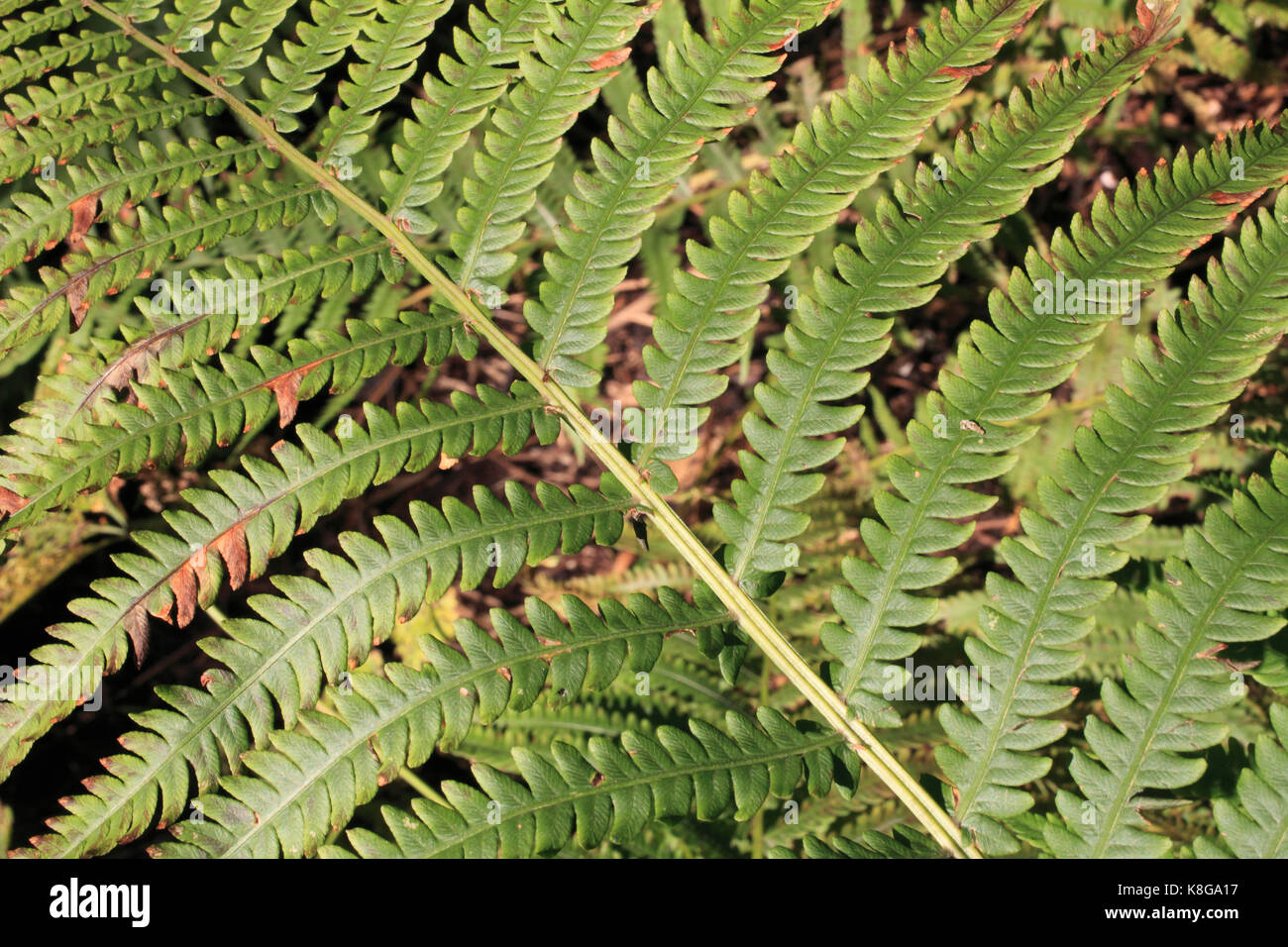 Canada, Quebec, fern, leaves Stock Photo - Alamy