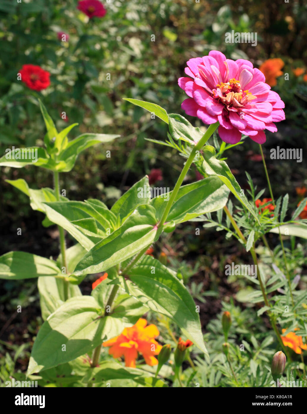 Canada, Quebec, wildflowers Stock Photo Alamy