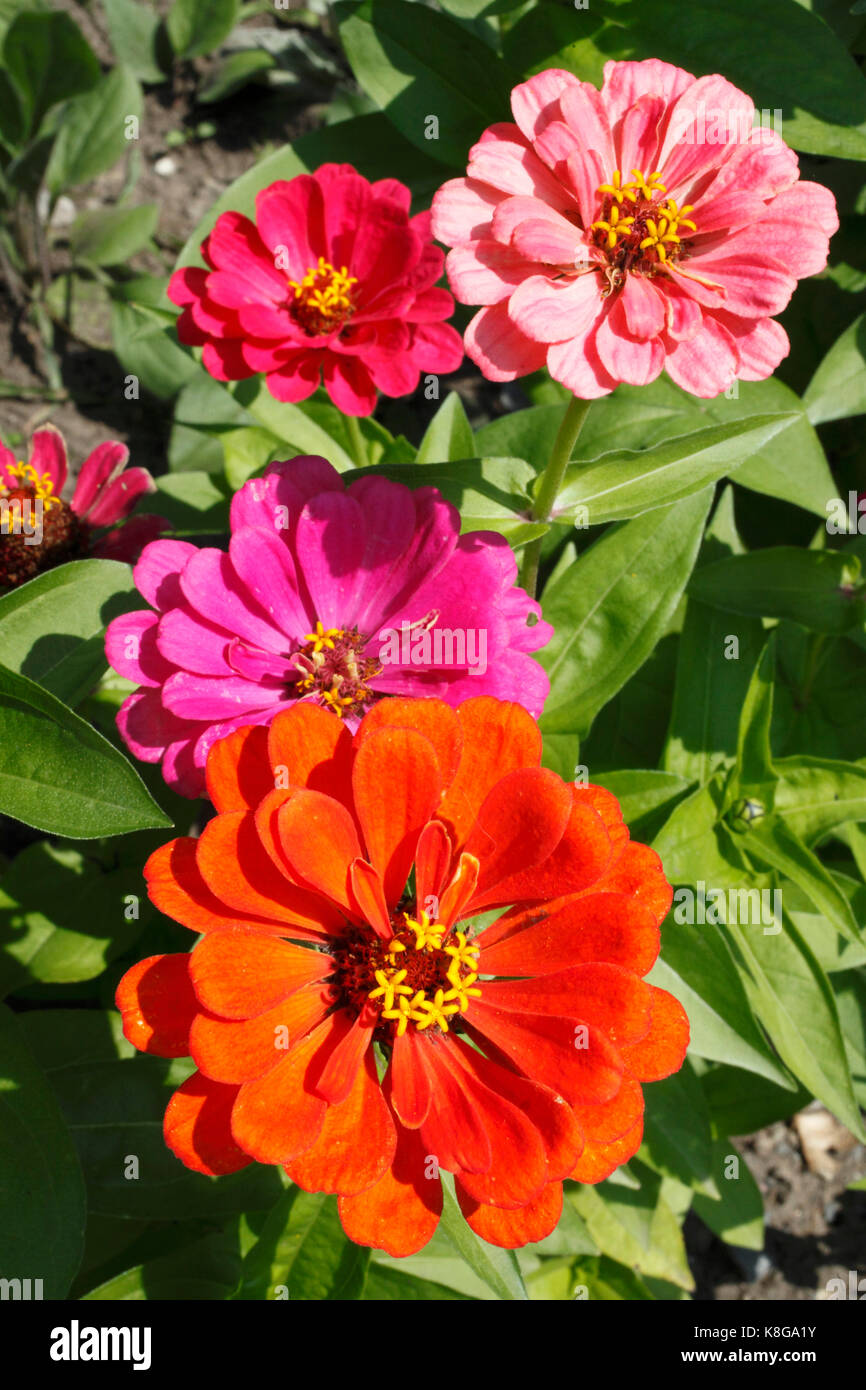 Canada, Quebec, wildflowers Stock Photo Alamy