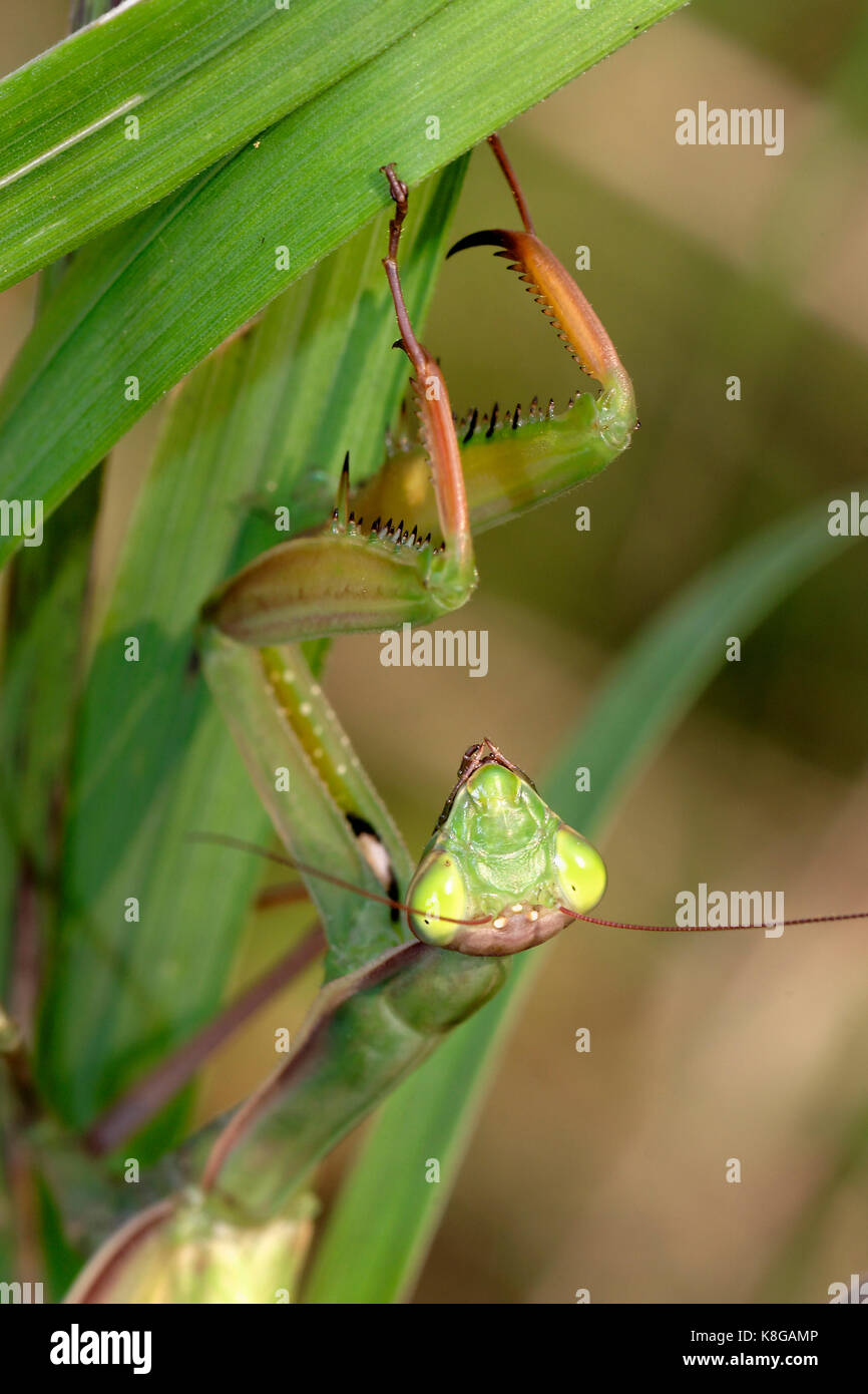 The European mantis (praying mantis) in ambush Stock Photo Alamy