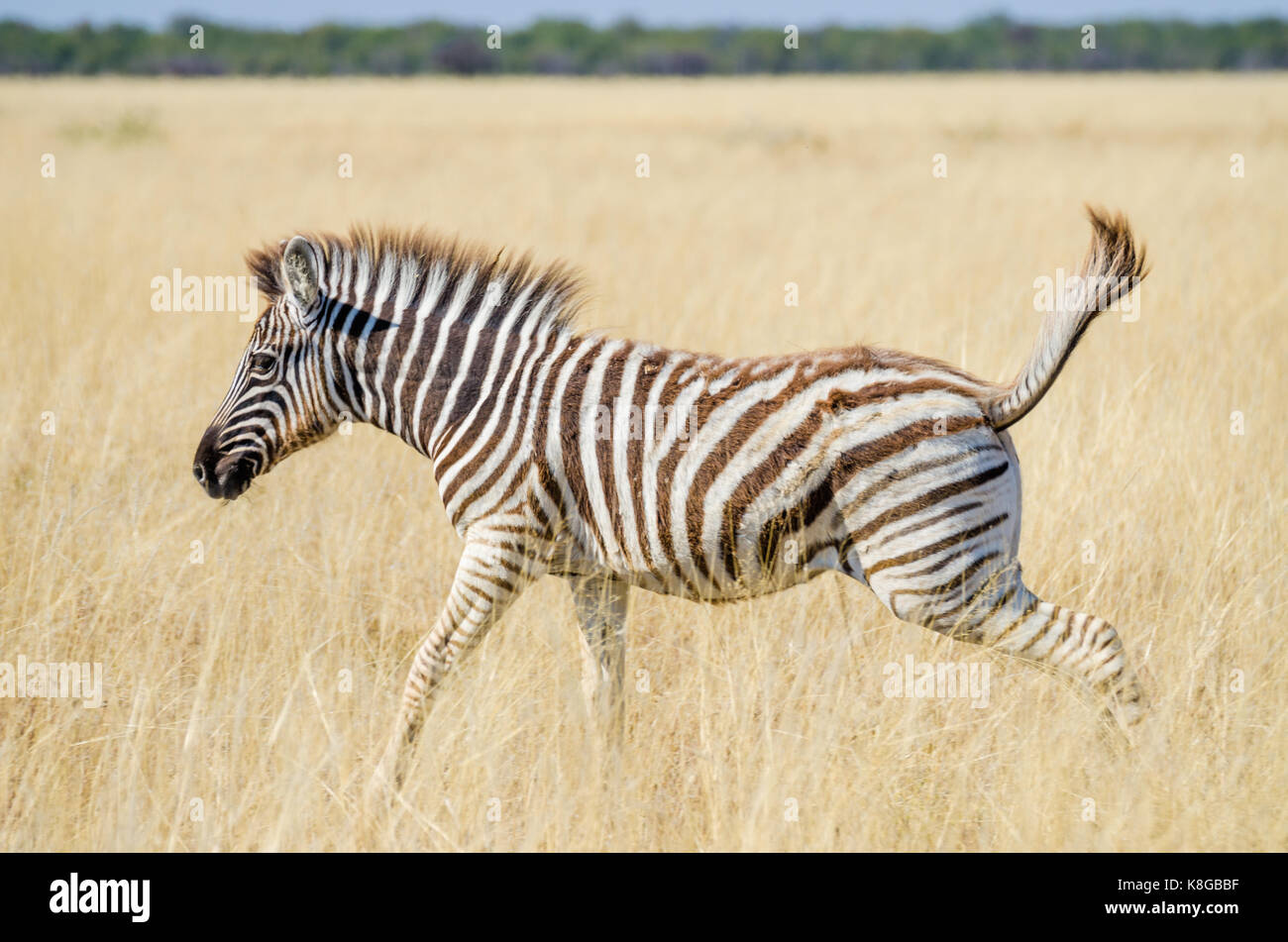 Africa Zebra Jump High Resolution Stock Photography and Images Alamy