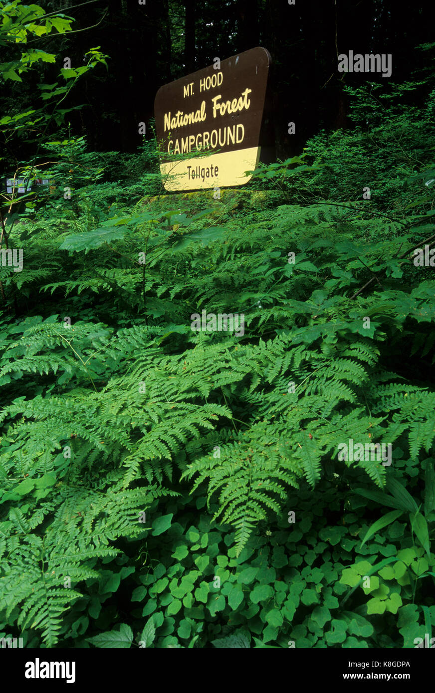 Tollgate Campground entrance sign, Mt Hood National Forest, Oregon