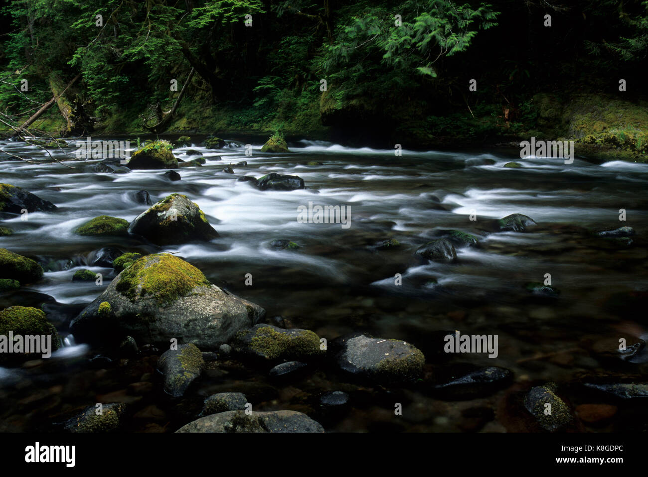 Salmon Wild & Scenic River, Mt Hood National Forest, Oregon Stock Photo Alamy