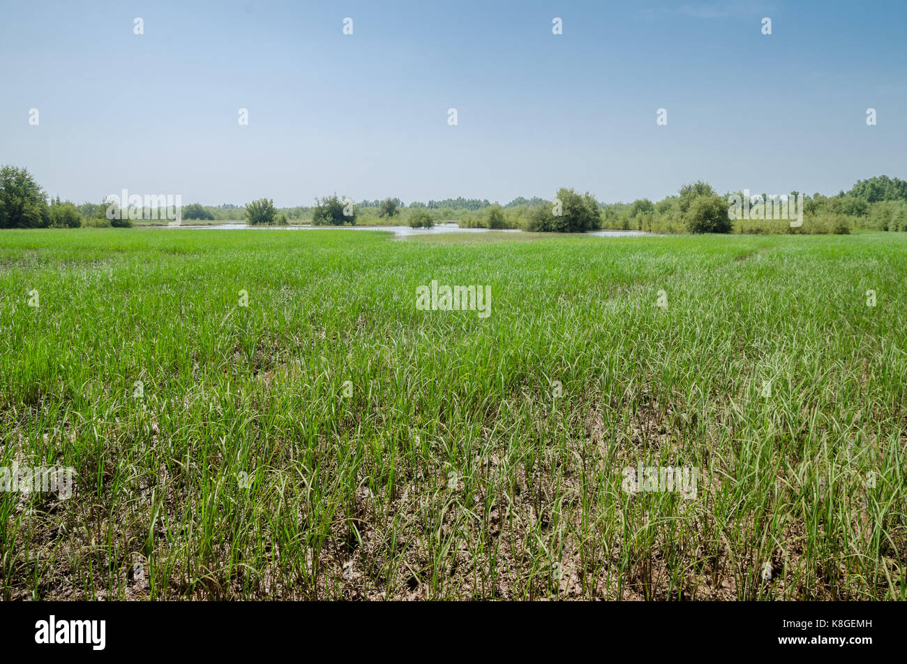Field of rice in the West African country The Gambia, Africa Stock