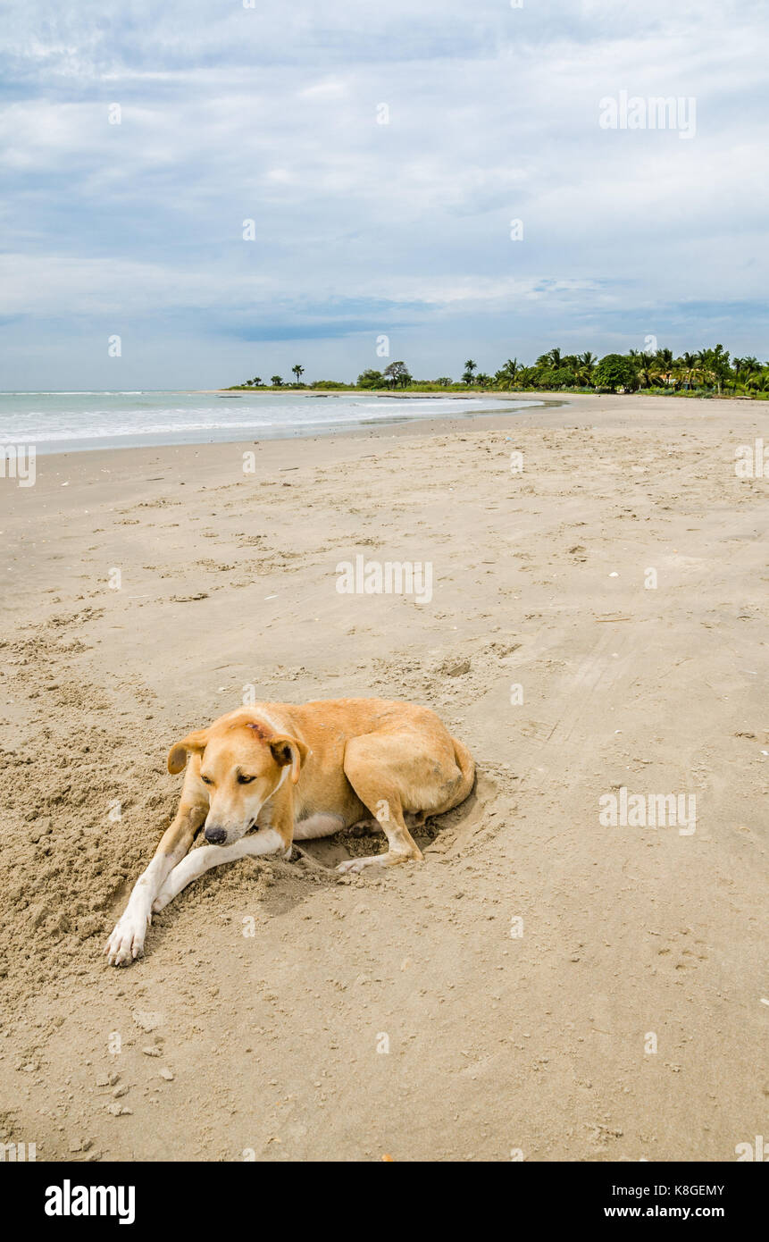 Stray wild dog laying at beach with ocean in background, The Gambia, West Africa. Stock Photo