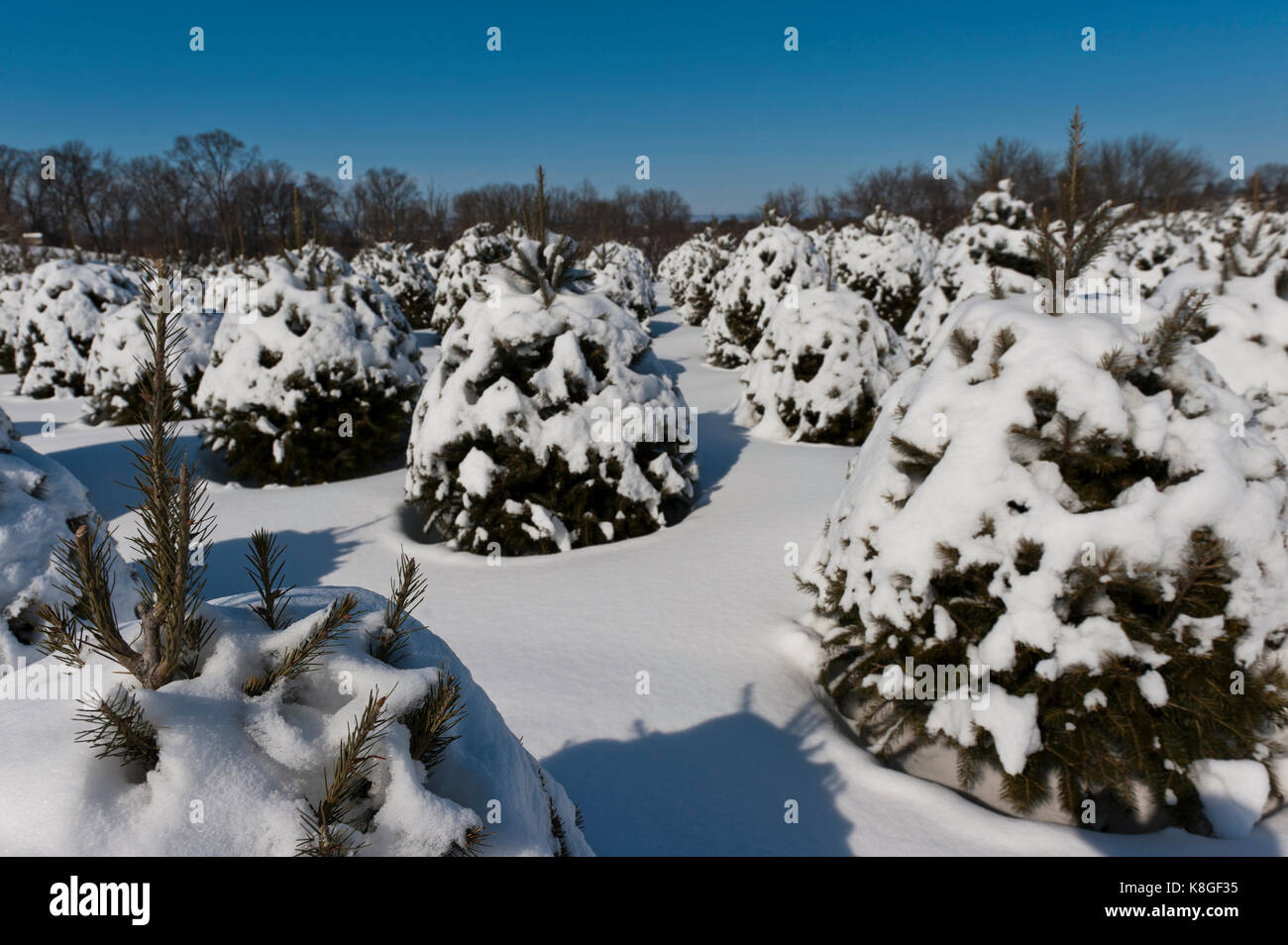 SNOW COVERED CHRISTMAS TREES, LANCASTER PENNSYLVANIA Stock Photo