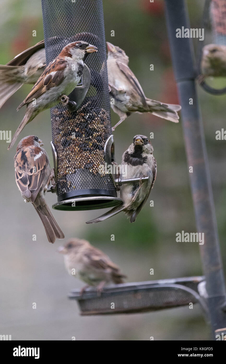 Passer Domesticus House Sparrows Feeding At A Bird Feeder In A