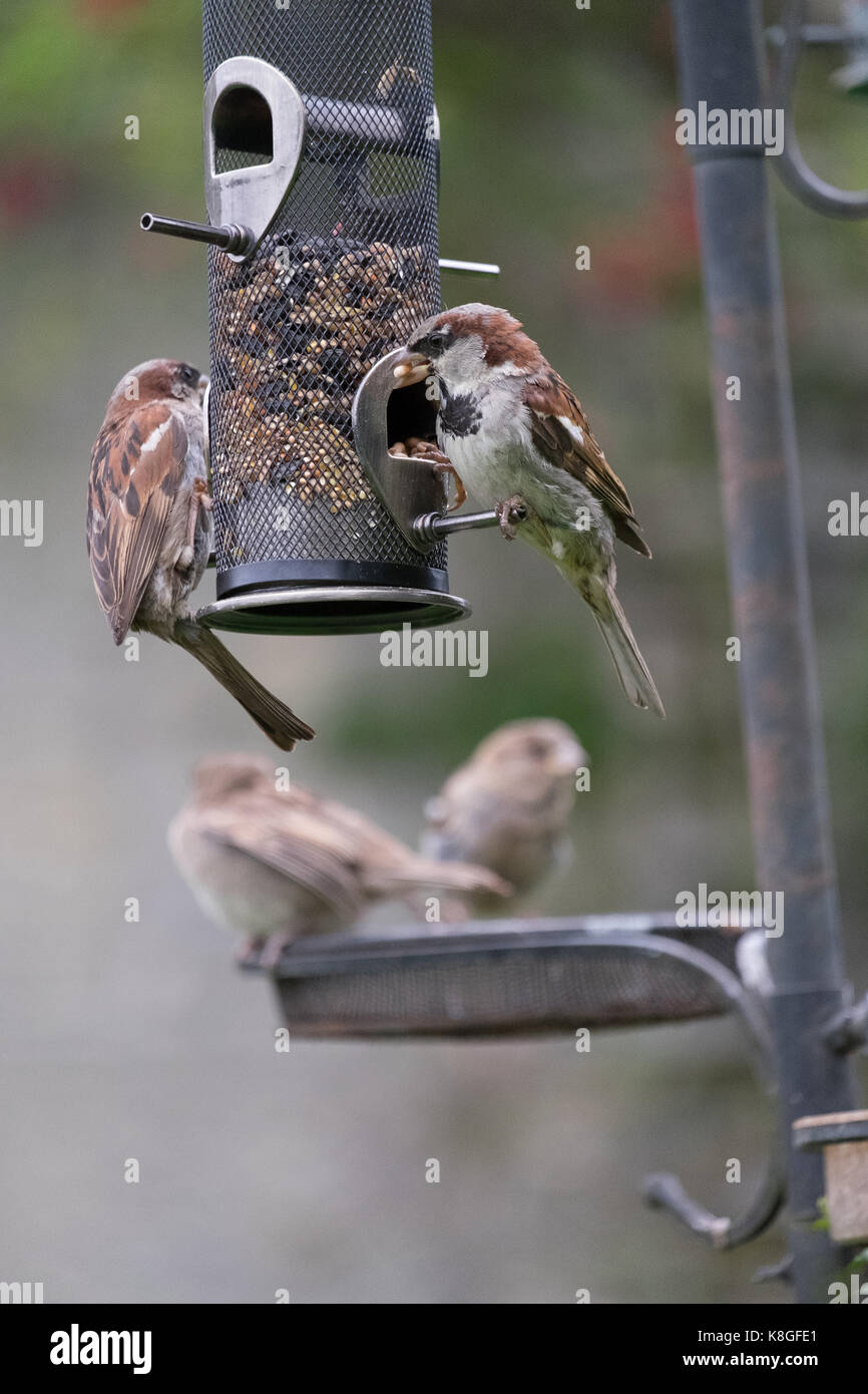 Passer domesticus house sparrows feeding at a bird feeder in a rural