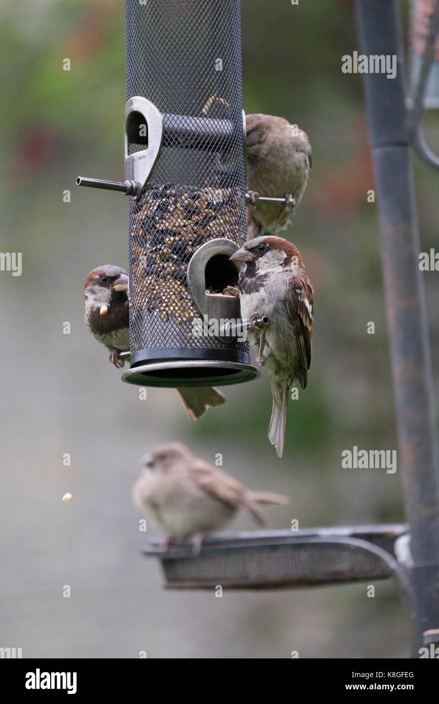 Passer domesticus house sparrows feeding at a bird feeder in a rural