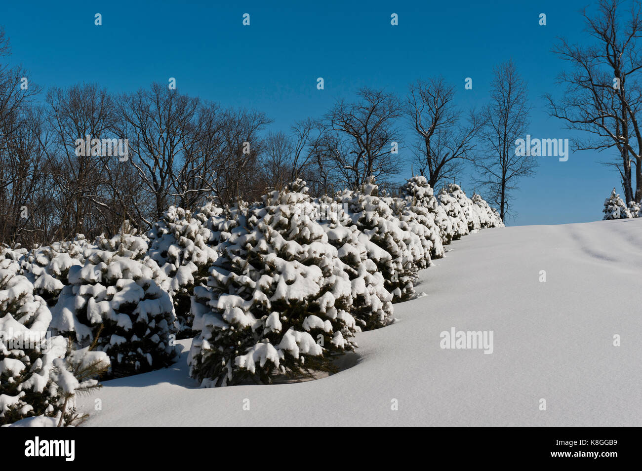 SNOW COVERED CHRISTMAS TREES, LANCASTER PENNSYLVANIA Stock Photo Alamy