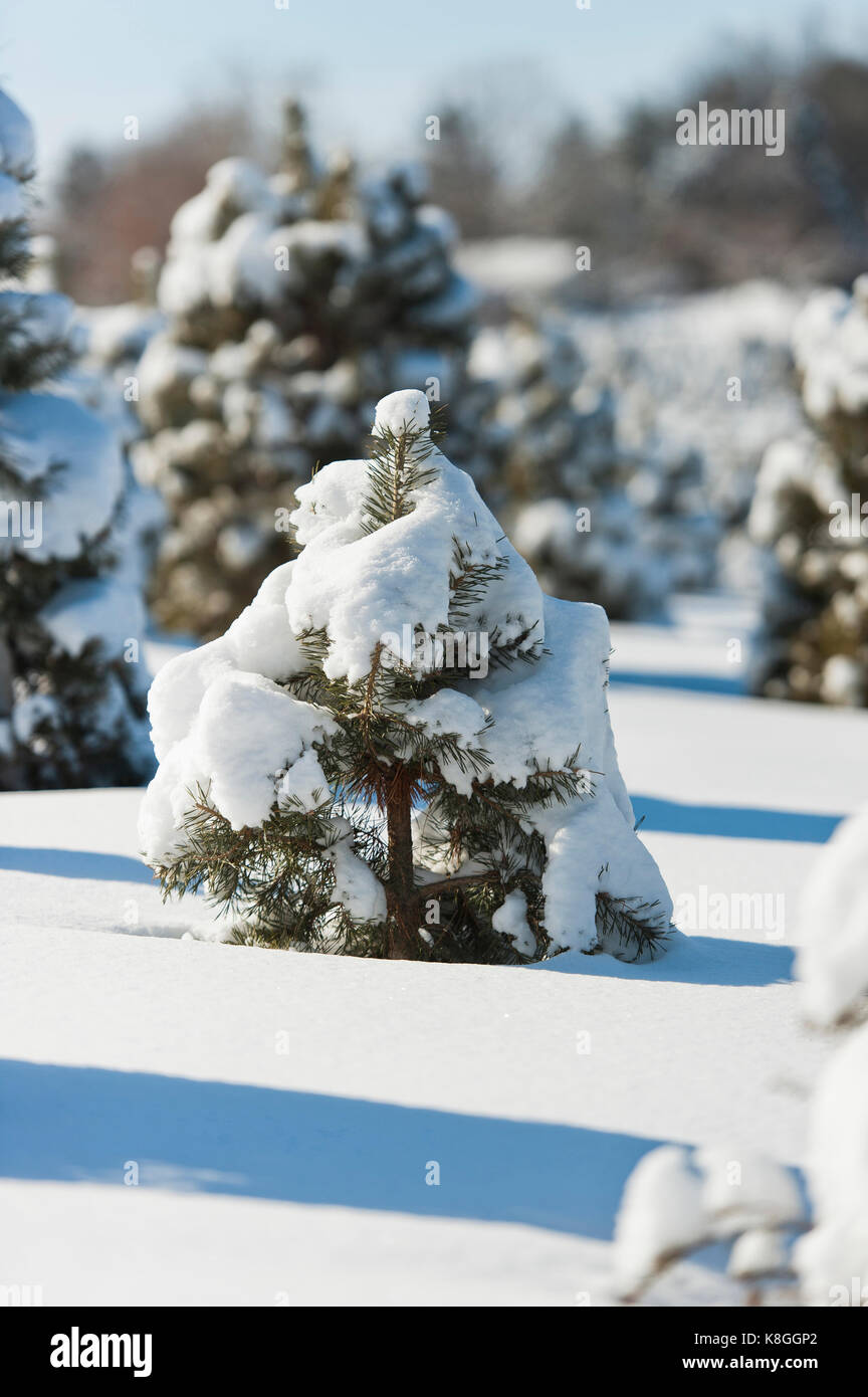 SNOW COVERED CHRISTMAS TREES, LANCASTER PENNSYLVANIA Stock Photo Alamy