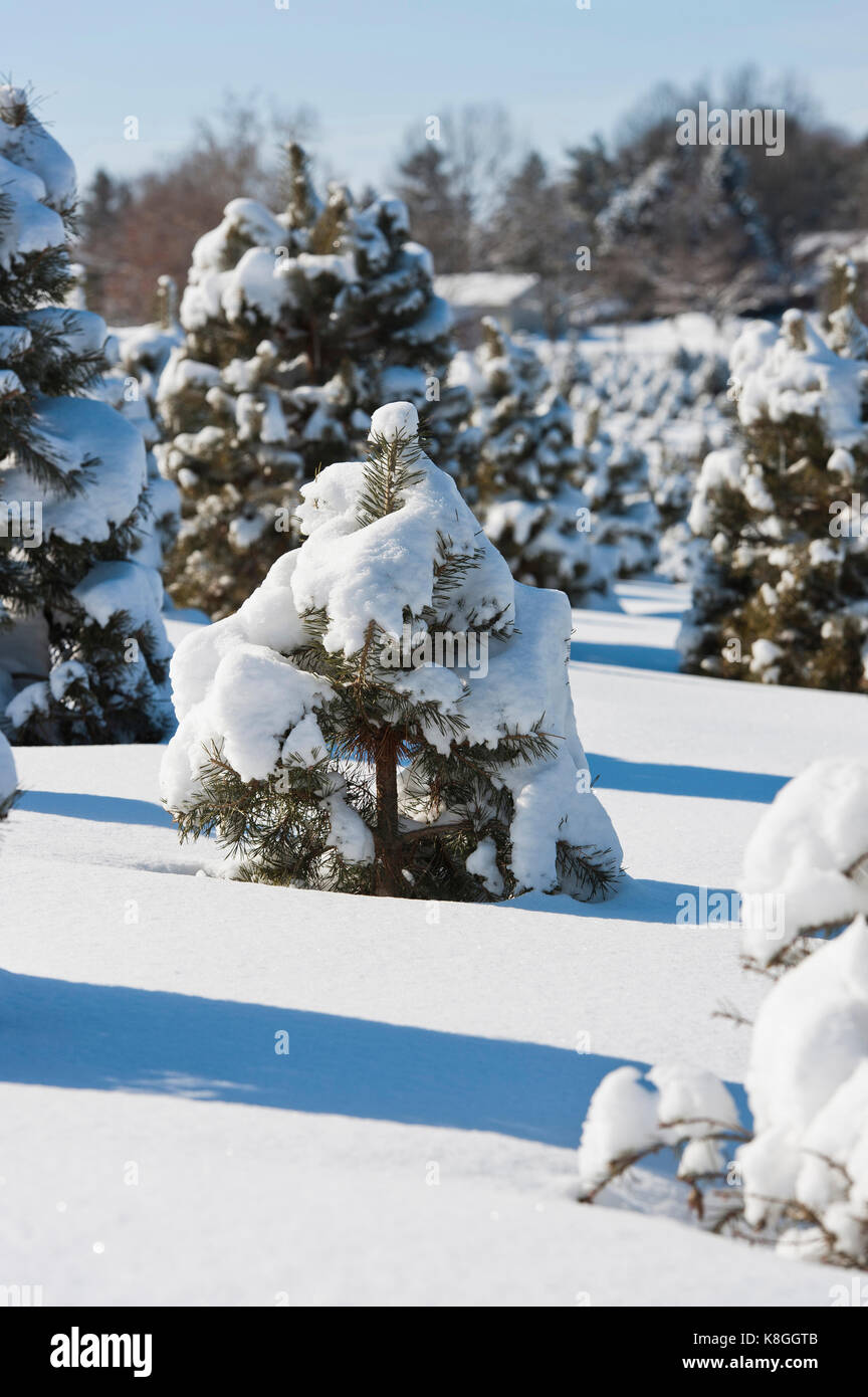 SNOW COVERED CHRISTMAS TREES, LANCASTER PENNSYLVANIA Stock Photo Alamy