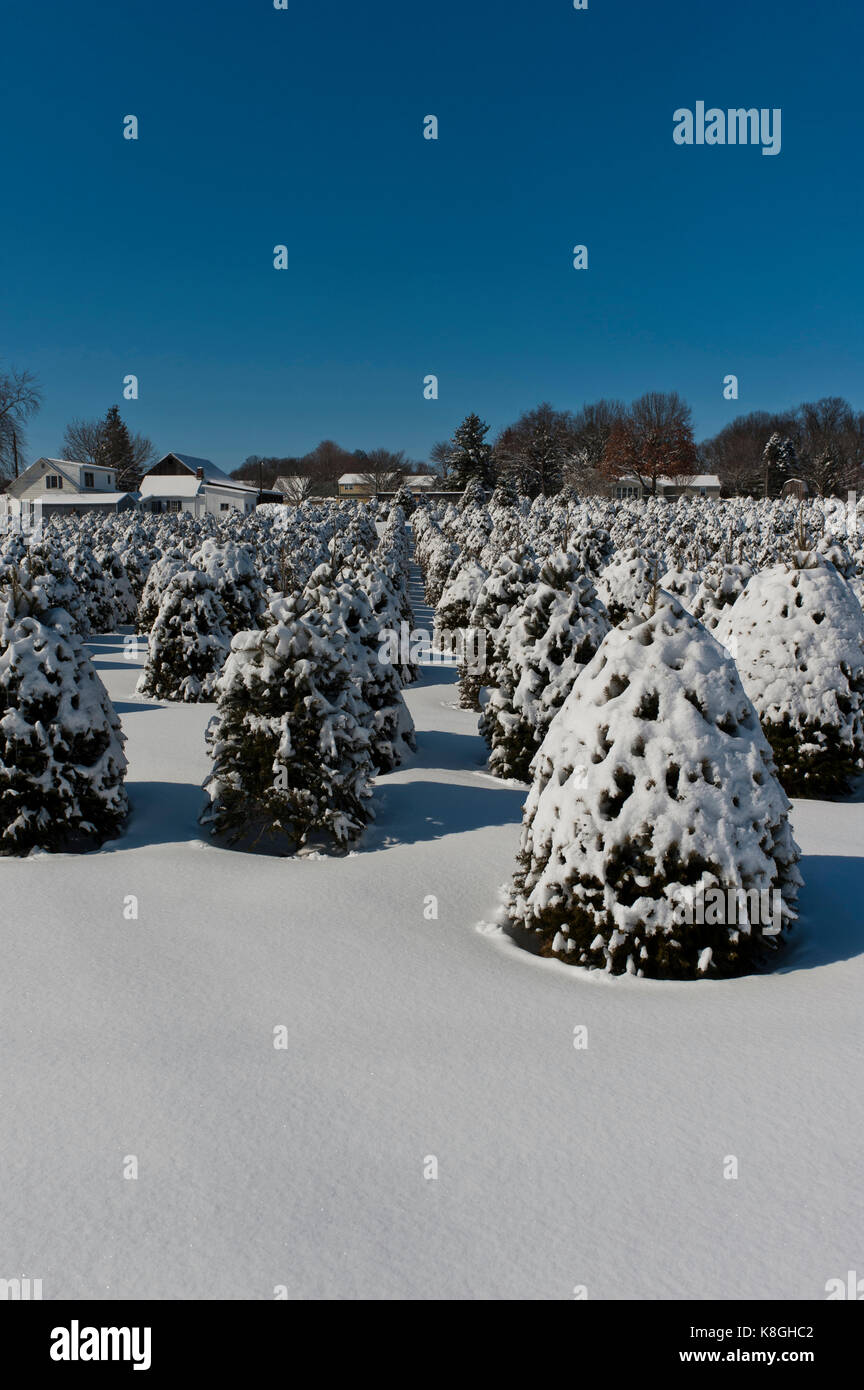 SNOW COVERED CHRISTMAS TREES, LANCASTER PENNSYLVANIA Stock Photo Alamy