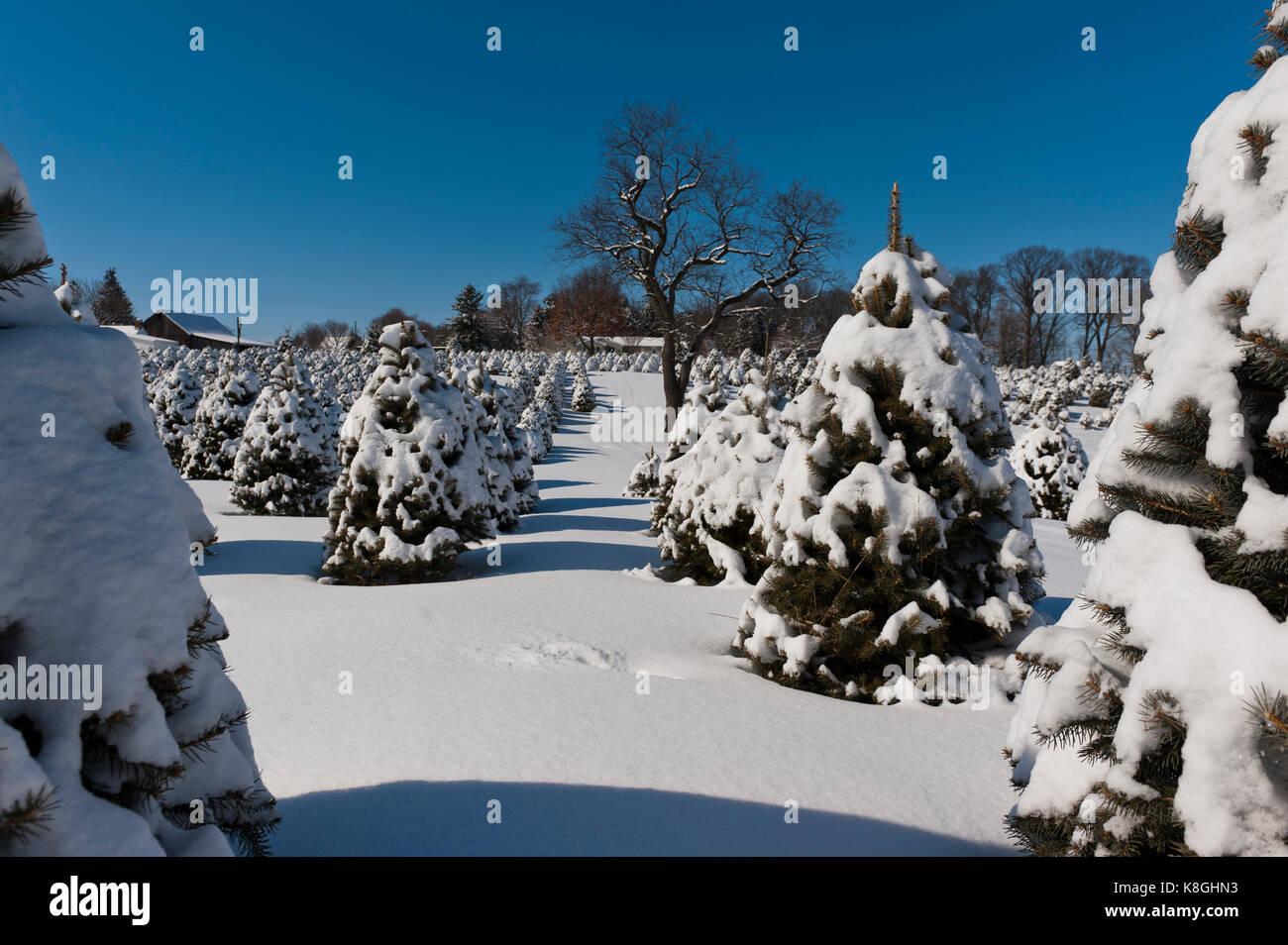 SNOW COVERED CHRISTMAS TREES, LANCASTER PENNSYLVANIA Stock Photo Alamy