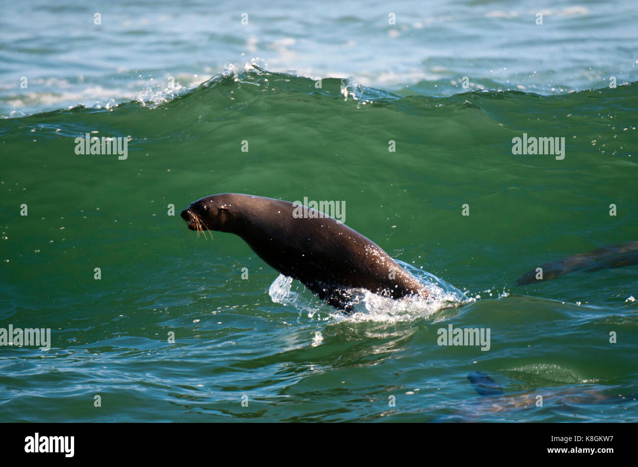 Cape fur seal colony (Arctocephalus pusilus), Skeleton Coast National Park, Namibia Stock Photo
