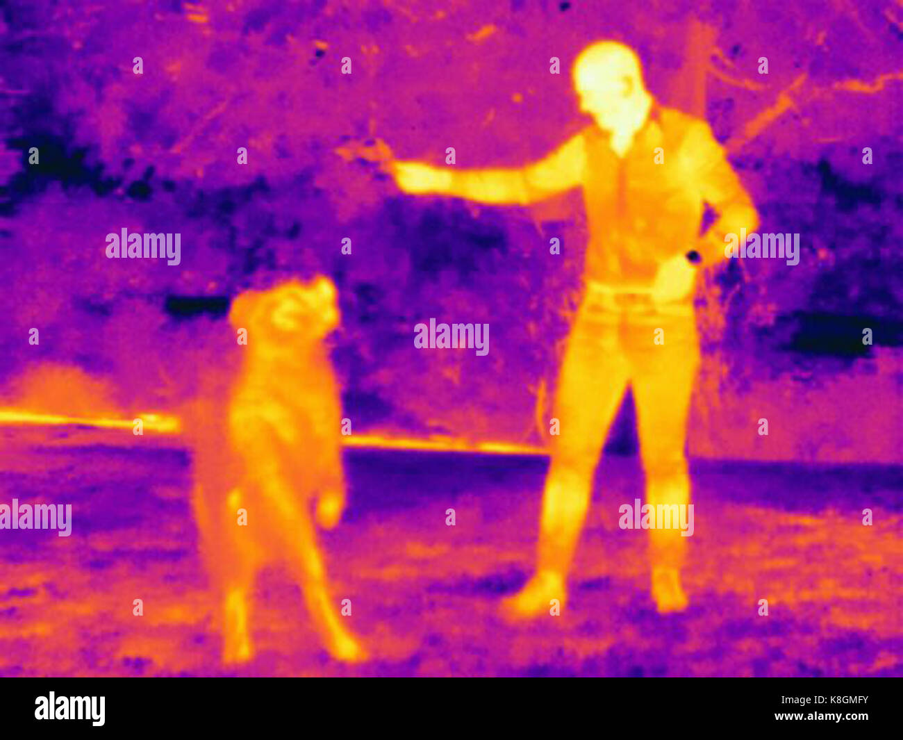 Thermal image of man with dog Stock Photo Alamy