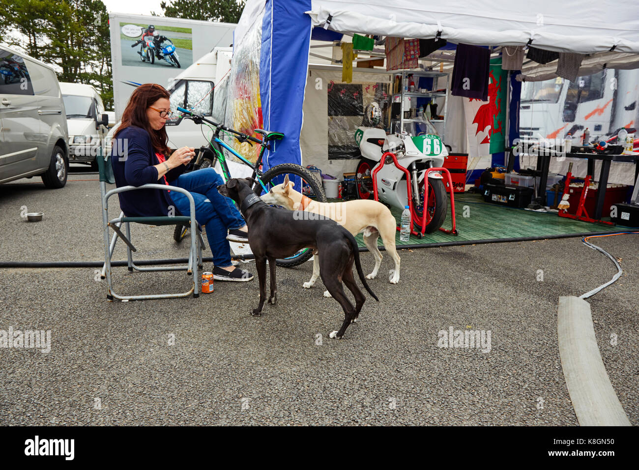 Dogs at Manx Grand Prix behind the scenes Stock Photo