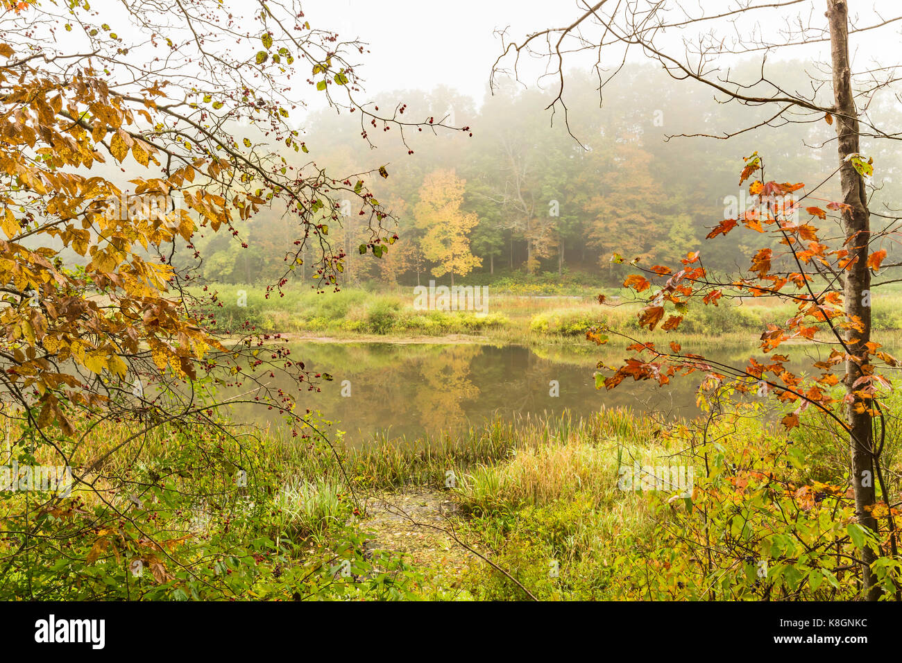 A foggy morning along the East Branch of the East Branch of the Delaware River in Halcottsville, NY. Stock Photo