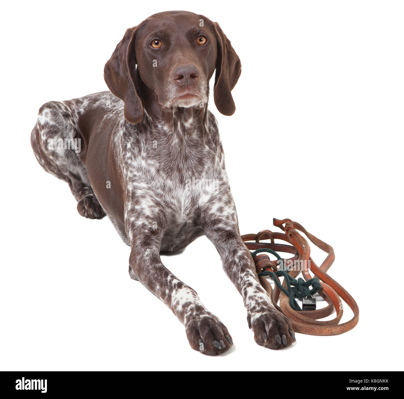 a german shorthair dog lying in front of white background, isolated Stock Photo
