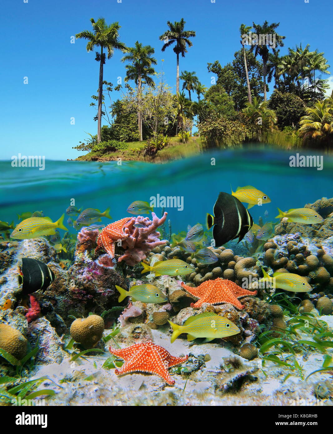 Split view in the tropics with colorful fish and starfish in a coral reef underwater and lush tropical island above water surface, Caribbean sea Stock Photo