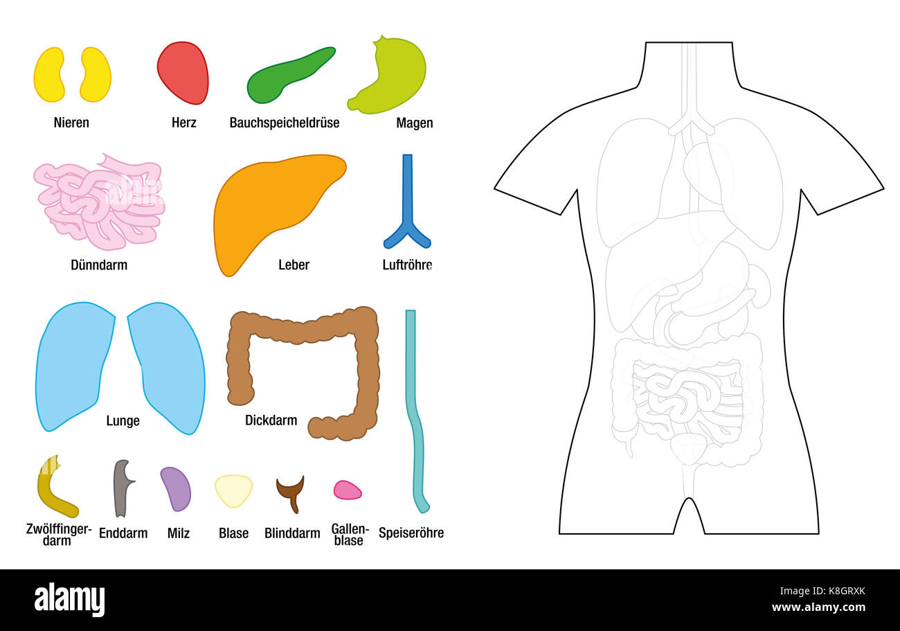 Internal organs template for educational use - inner organs to be cut out and to be colored - GERMAN LABELING! - illustration on white background. Stock Photo