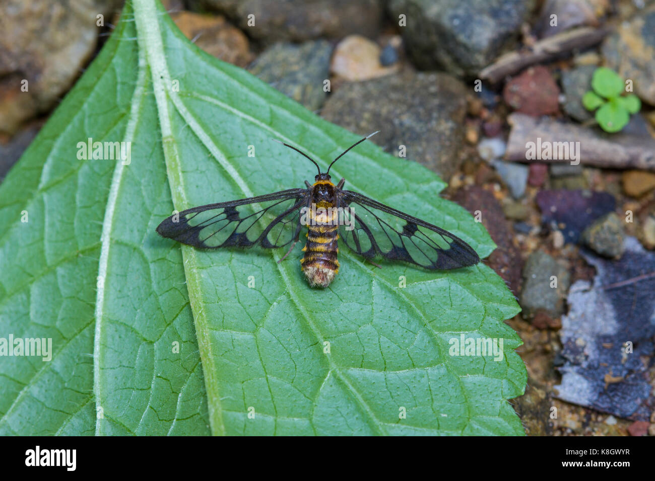 tiger grass borer moth (wasp moth) on a leaf Stock Photo