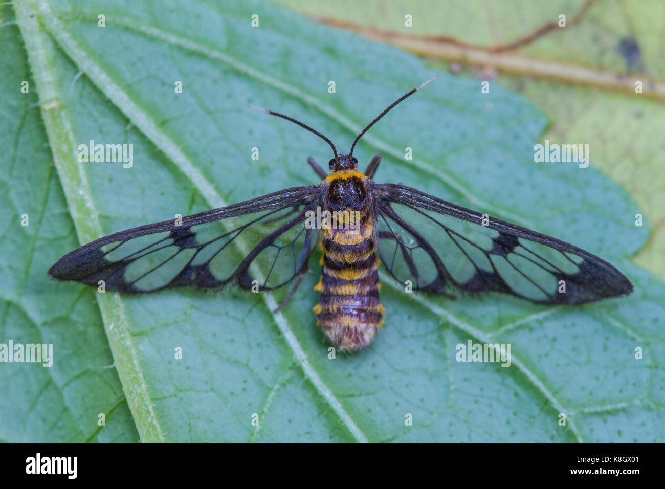 tiger grass borer moth (wasp moth) on a leaf Stock Photo