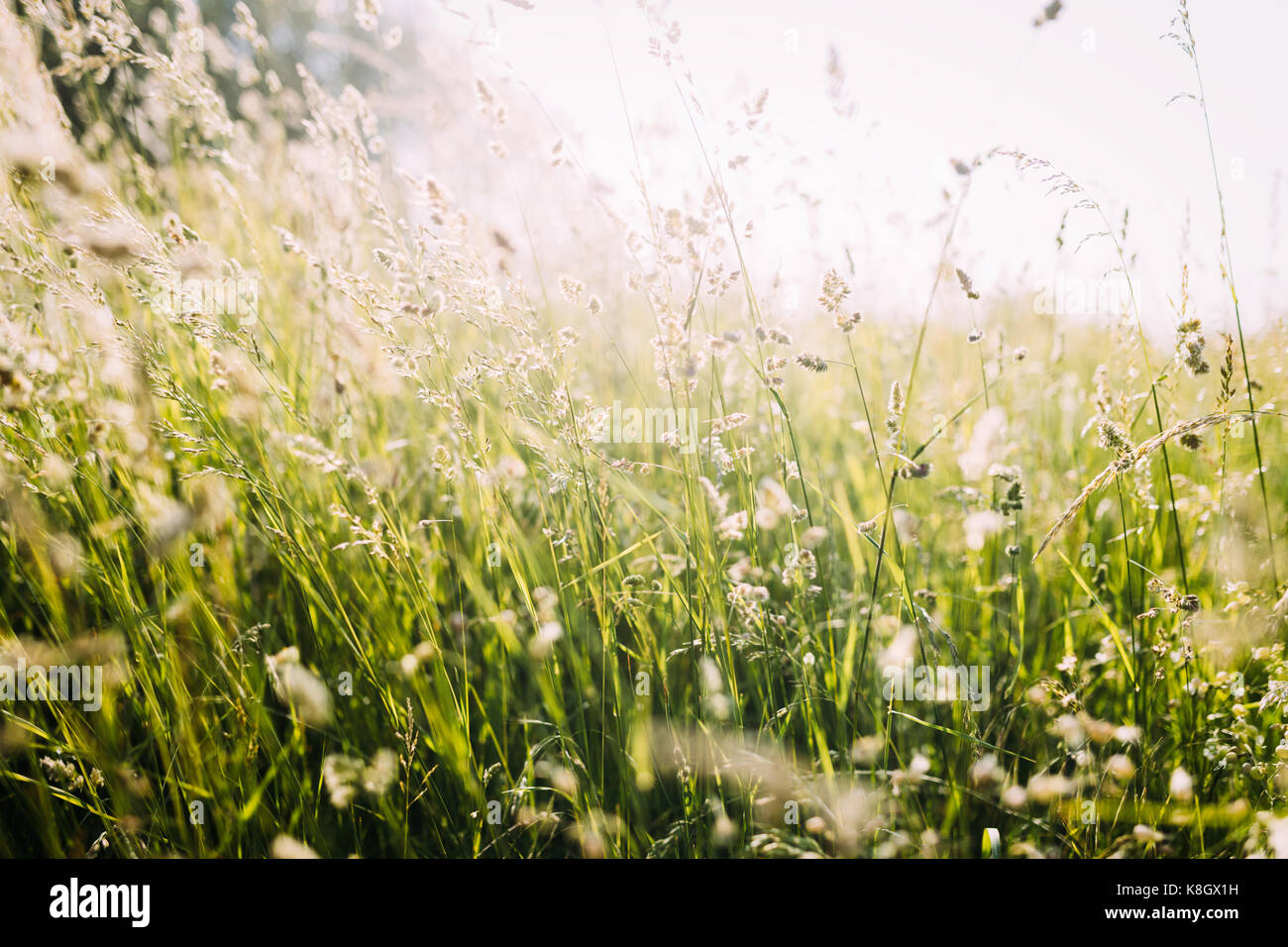 Portrait of beautiful green meadow on sunlight Stock Photo