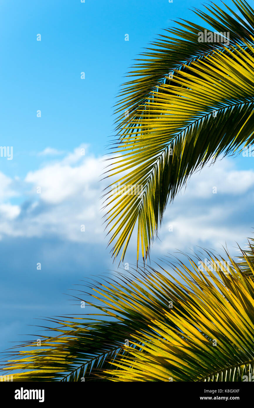 branches of palm tree on a background of blue sky Stock Photo Alamy