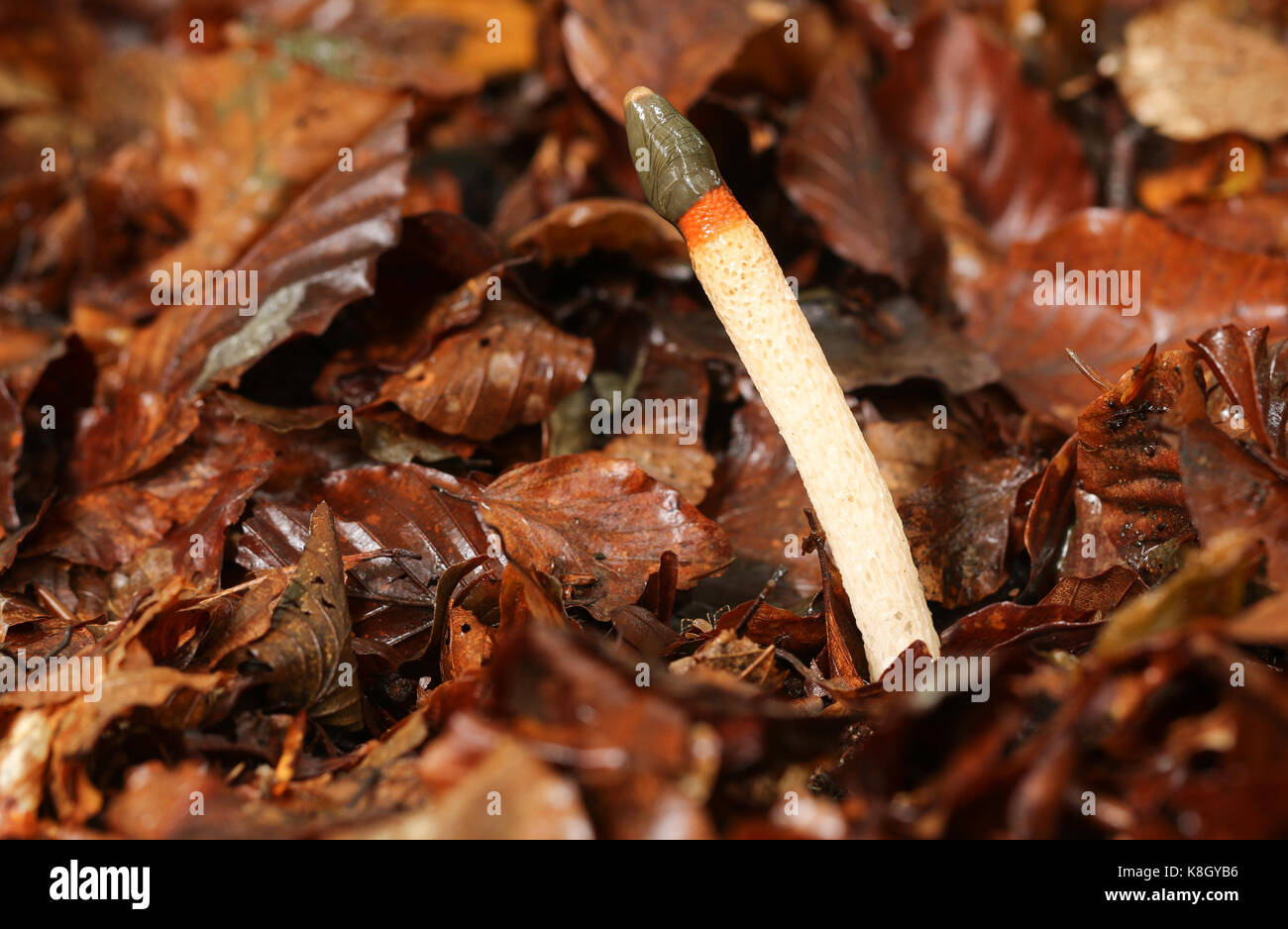 Dog Stinkhorn (Mutinus caninus) growing out of the forest floor. Stock Photo