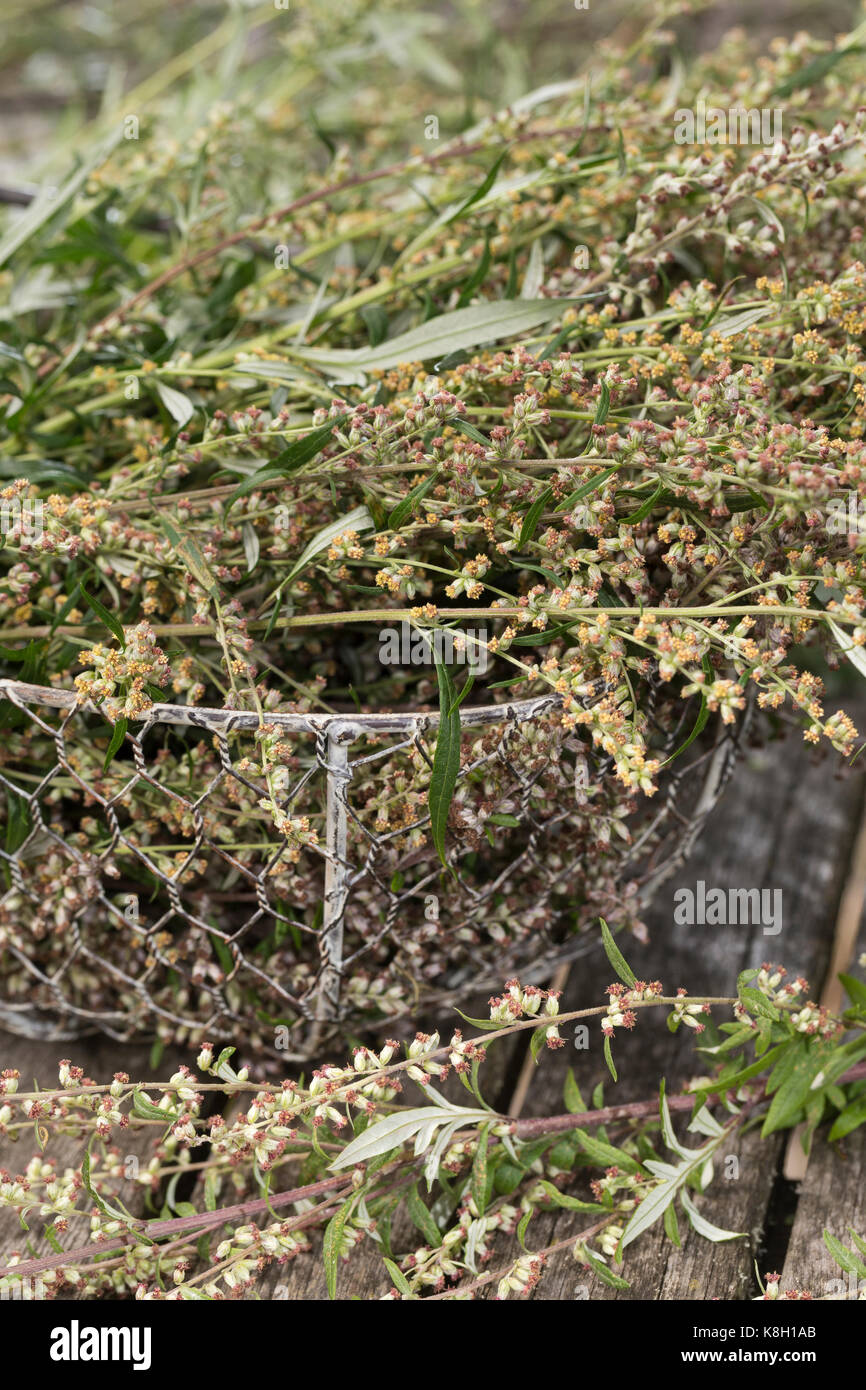 Beifuss in einem Korb, trocknen, Ernte, Kräuterernte, Gewöhnlicher Beifuß,  Beifuss, Artemisia vulgaris, Mugwort, common wormwood, L'Armoise commune, A  Stock Photo - Alamy