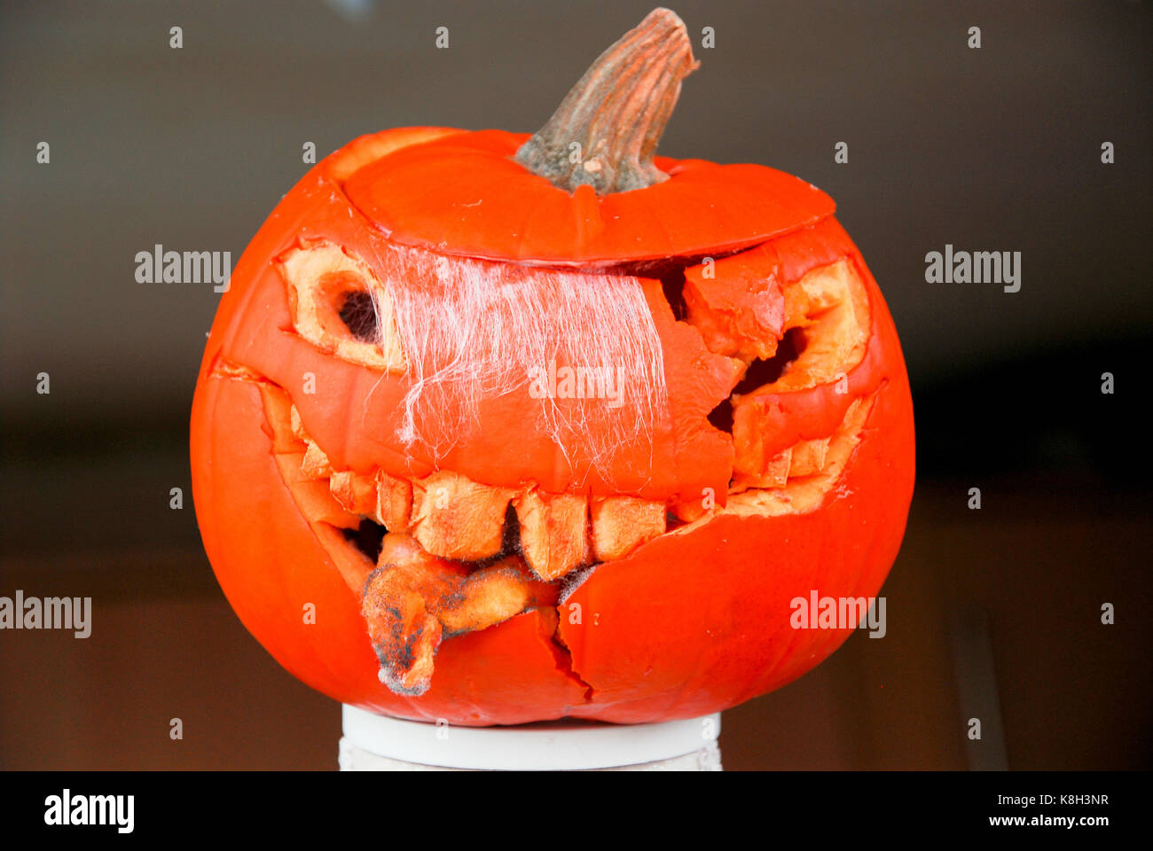 A bonfire effigy's rotting pumpkin 'head 'grows a mould fringe and starts to look uncannily like Donald Trump Stock Photo