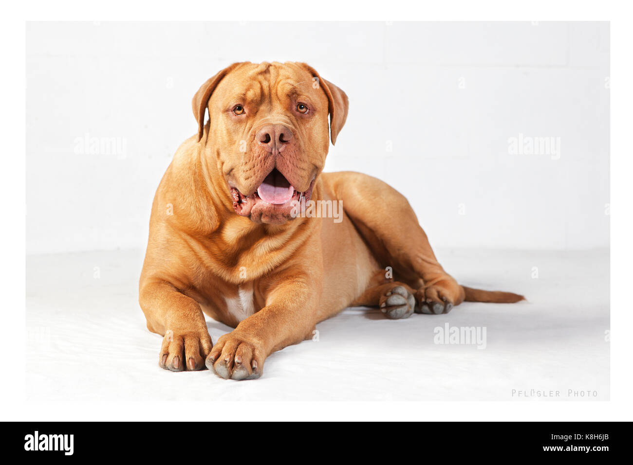 a brown bordeaux dogge lying looking to the camera, bright background Stock Photo