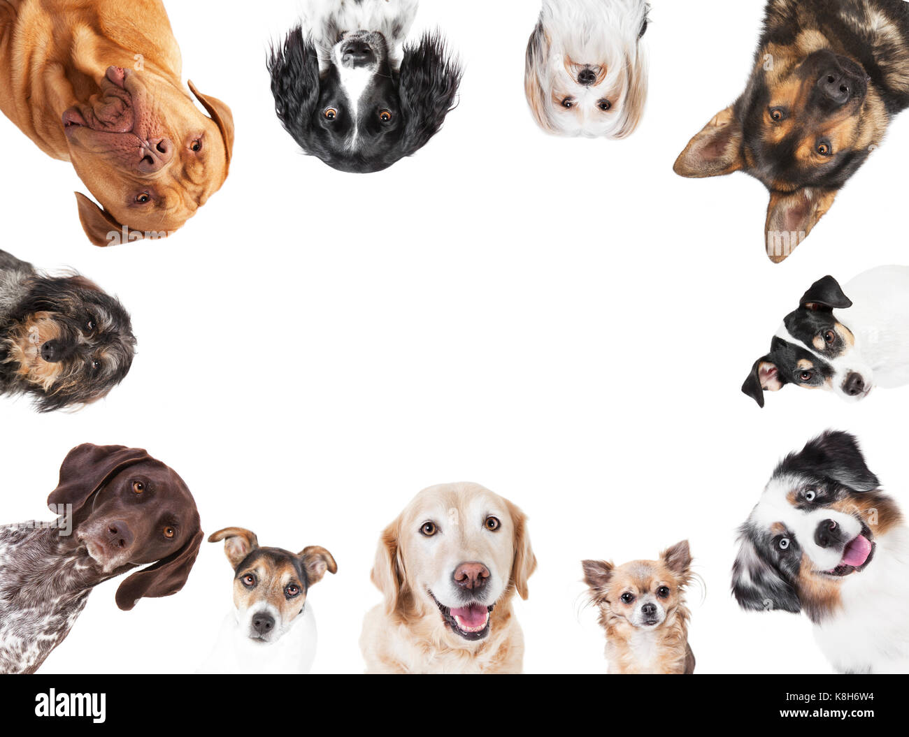 many different dog breeds circular in front of white background, isolated Stock Photo