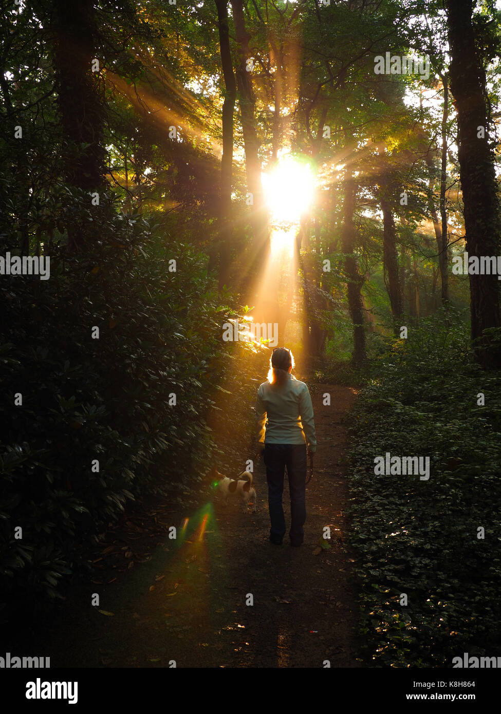 Woman silhouette in forest hi-res stock photography and images - Alamy