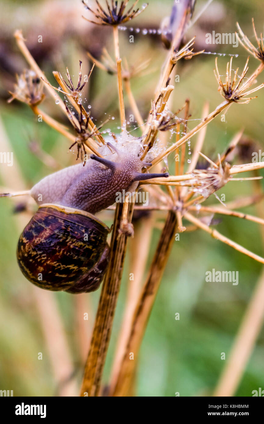 Hermaphrodites hires stock photography and images Alamy