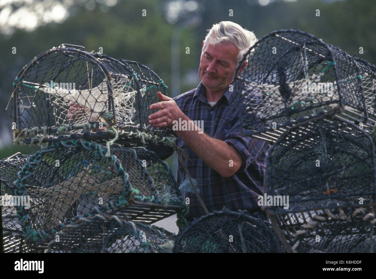 Lobsters are widely fished around the world for their meat. They are