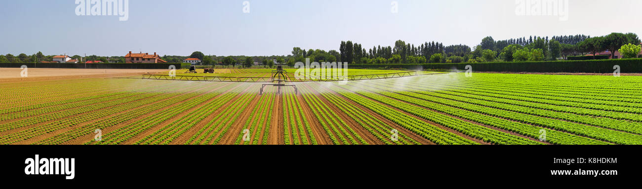 Panorama of salad field with irrigation system Stock Photo