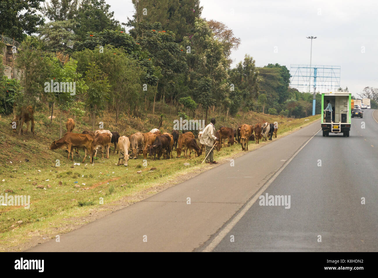 Shepherd with herd of cows on roadside grazing on grass as vehicles drive past, Kenya Stock Photo