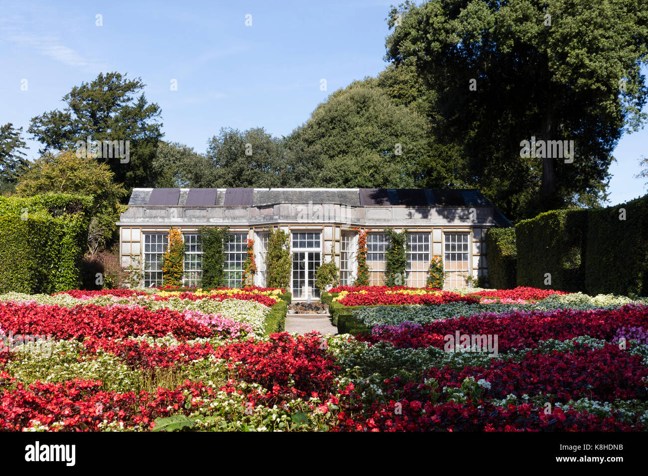 Formal bedding display of brightly colourful begonias in front of the orangery in the French garden at Mount Edgcumbe, Cornwall, UK Stock Photo