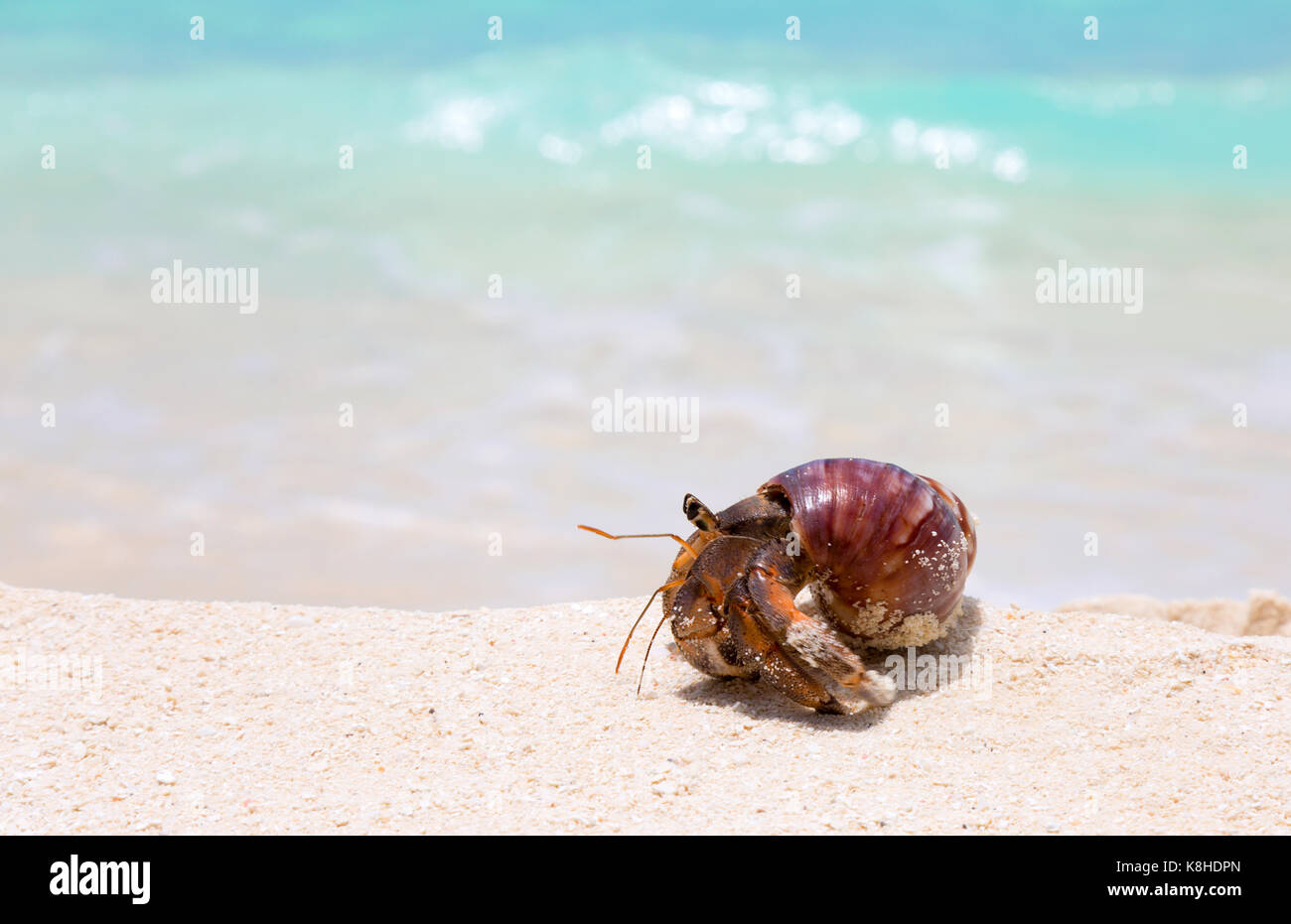 Concept image - a hermit crab, the Maldives - concept determination, slow but steady, trying, progress, never give up Stock Photo