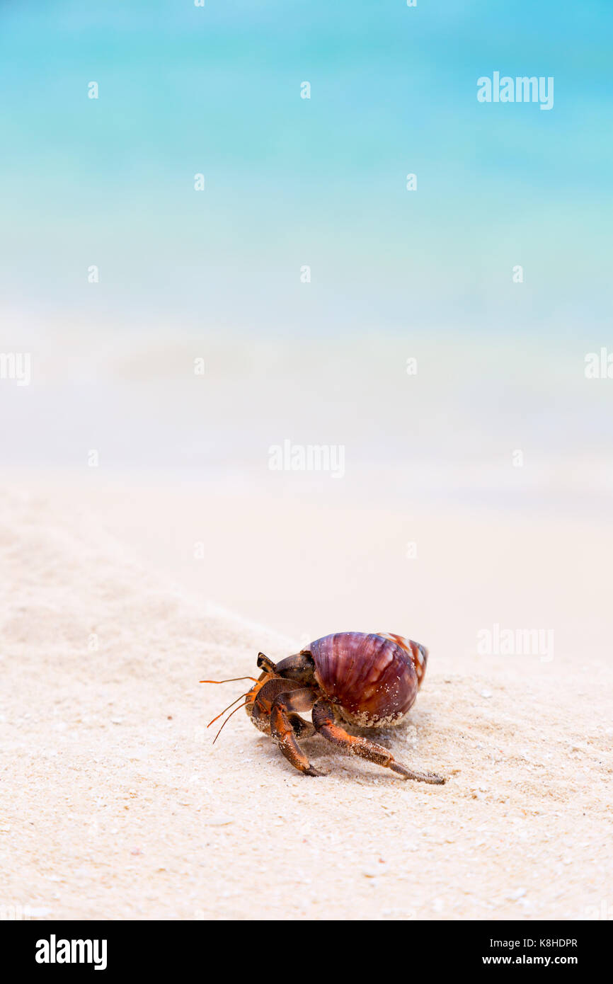 Concept image - a hermit crab, the Maldives - concept determination, slow but steady, trying, progress, never give up Stock Photo