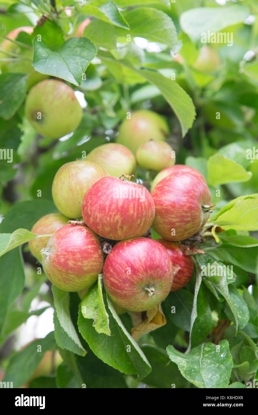 Red and Green Apples on Tree Branch Stock Photo - Alamy