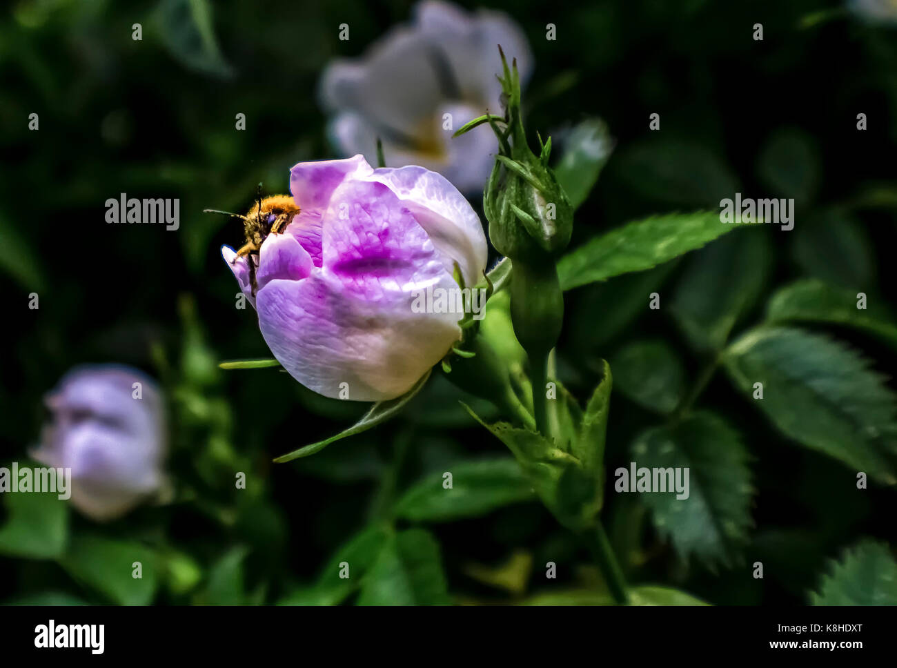 Bee emerging from blackberry flower Stock Photo