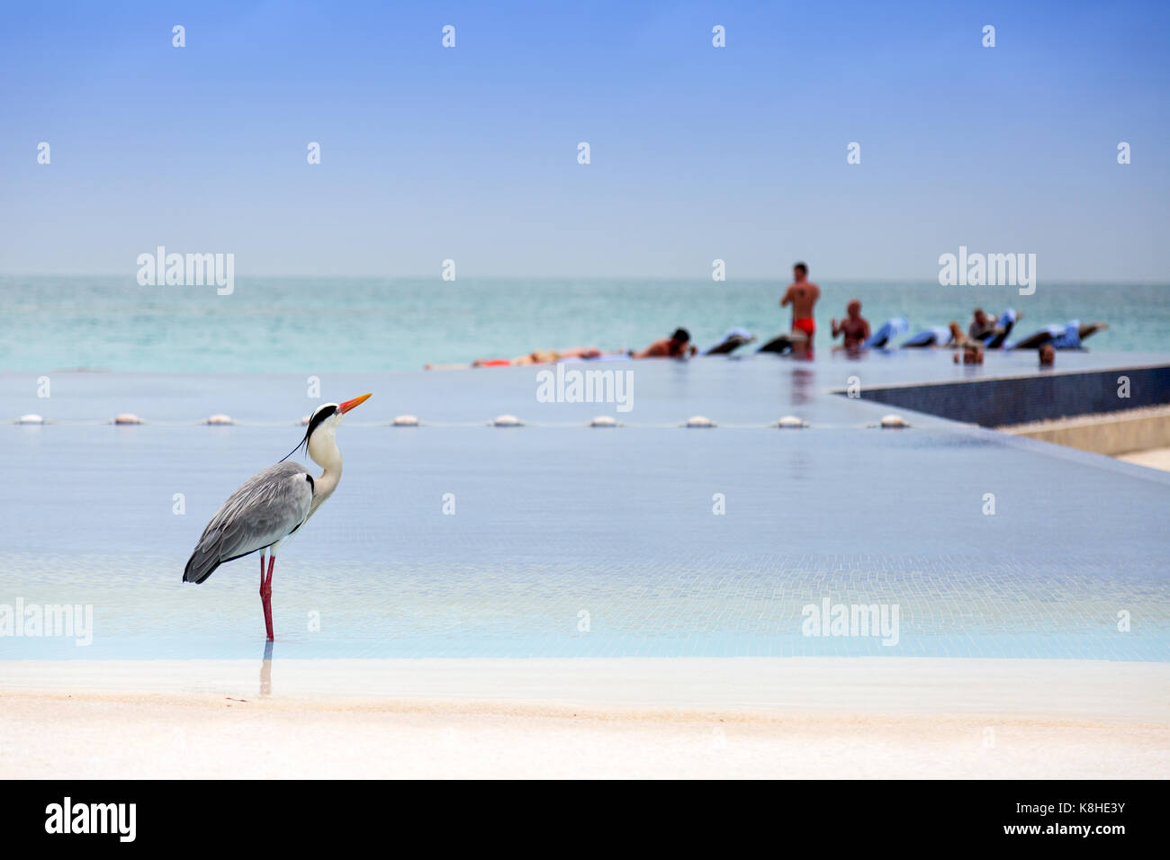 Maldives Resort - Grey heron, Ardea cinerea, in the swimming pool, Kuramathi Resort hotel, the maldives, Asia Stock Photo