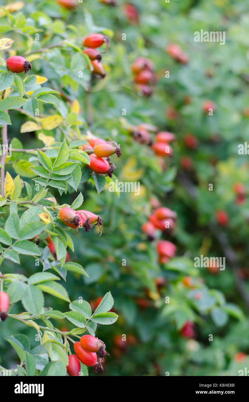 Rose hip bush hi-res stock photography and images - Alamy