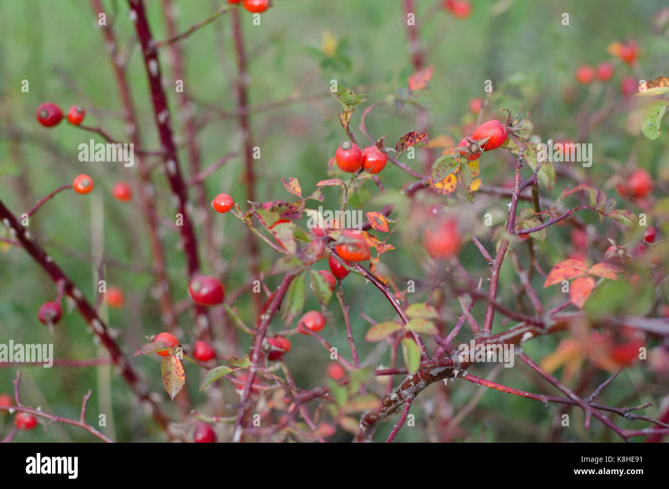 Rose thorn bush hi-res stock photography and images - Alamy