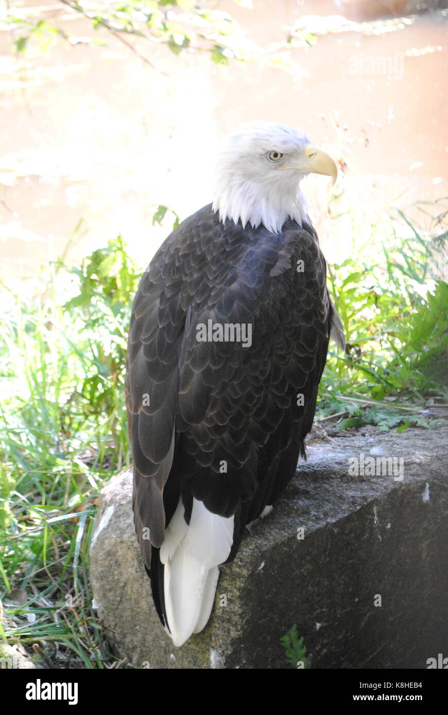 White headed bird hi-res stock photography and images - Alamy